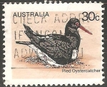 Sellos de Oceania - Australia -  Pied oystercatcher