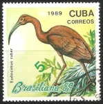 Sellos de America - Cuba -  eudocimus ruber