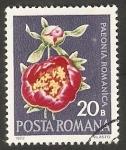 Stamps Romania -  Flor paeonia romanica