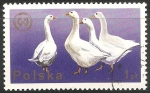 Stamps Poland -  Ganso