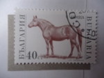 Stamps Bulgaria -  Fauna: Caballo (Yvert/Bu:3393)