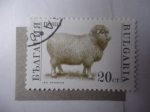 Stamps Bulgaria -  Fauna: Oveja de Lana (Yvert/Bu:3391)