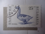 Stamps Bulgaria -  Fauna: Pato (Yvert/Bu:3392)