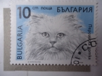 Stamps Bulgaria -  Fauna: Gato (Yvert/Bu:3289)