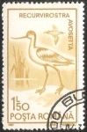Stamps Romania -  Recurvirostra avosetta-