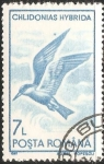 Stamps Romania -  Chlidonias hybrida-