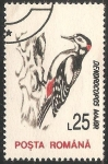 Stamps Romania -  Dendrocopos major- pico picapinos