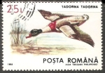 Stamps : Europe : Romania :  Tadorna tadorna