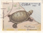 Stamps Cuba -  tortuga