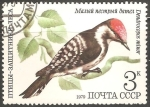 Stamps Russia -  Dendrocopos minor-pico menor