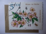 Stamps Germany -  Flora: Cactus Flower (Mi/2737)