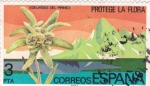 Sellos de Europa - Espa�a -  edelweiss del pirineo (22)