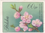 Stamps Poland -  flores-