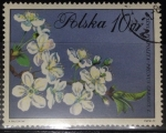 Stamps Poland -  prunus cesarus