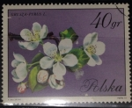Stamps Poland -  Pyrus