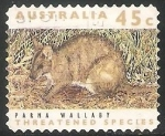 Sellos de Oceania - Australia -  Parma Wallaby 