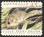 Sellos de Oceania - Australia -  Little pygmy possum-pósum pigmeo