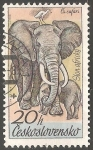Stamps : Europe : Czechoslovakia :  Slon africky-elefante africano