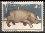 Sellos de America - Cuba -  Hipopotamo