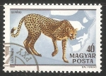Stamps Hungary -  Gepard-guepardo