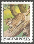 Sellos de Europa - Hungr�a -  Felis silvestris-gato montés