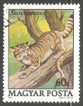 Stamps Hungary -  Felis silvestris-gato montés