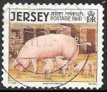 Stamps United Kingdom -  Jersey- cerdos