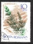 Sellos de Europa - Rumania -  Plantas Acuáticas