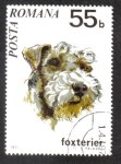 Sellos de Europa - Rumania -  Perros 71, Fox Terrier (Canis lupus familiaris)