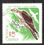 Stamps : Europe : Romania :  Pájaros