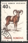 Stamps : Europe : Romania :  Ovis ammon musimon-muflón común