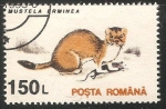 Stamps Romania -  Mustela erminea-armiño