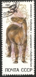 Stamps Russia -  Chalicotherium