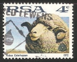 Sellos de Africa - Sud�frica -  Merino sheep-Oveja merina