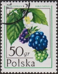 Sellos de Europa - Polonia -  SG 2474