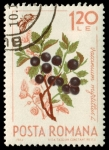 Stamps Romania -  SG 3233