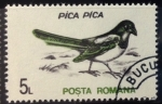 Stamps Romania -  Urraca