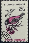 Stamps Romania -  Estornino Rosado