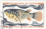 Sellos de Africa - Chad -  pez
