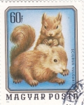 Stamps Hungary -  ardillas comunes