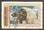 Stamps Hungary -   Afghan hound