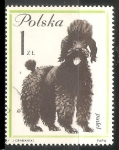 Stamps Poland -  Pudel