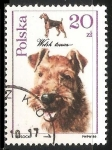 Stamps Poland -  Czech fousek pointer