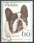 Stamps Poland -  Buldog francusski