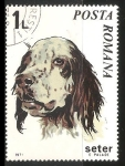Stamps Romania -  Seter