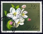 Stamps Poland -  Arrowwood (Viburnum carlesii)