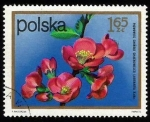 Stamps Poland -  Chaenomeles lagenaria