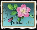 Stamps : Europe : Poland :  Rosa pendulina
