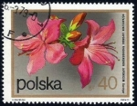 Sellos de Europa - Polonia -  Rhododendron japonicus
