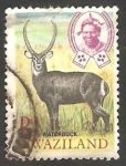 Stamps Swaziland -  Antílope